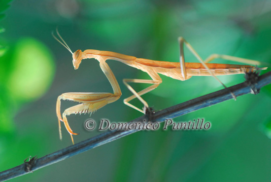 Insetto stecco ? - Mantis religiosa